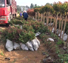 綠化小苗裝車