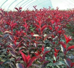 園林綠化小苗供應(yīng)商