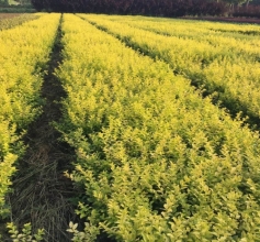 工程綠化苗木種植基地